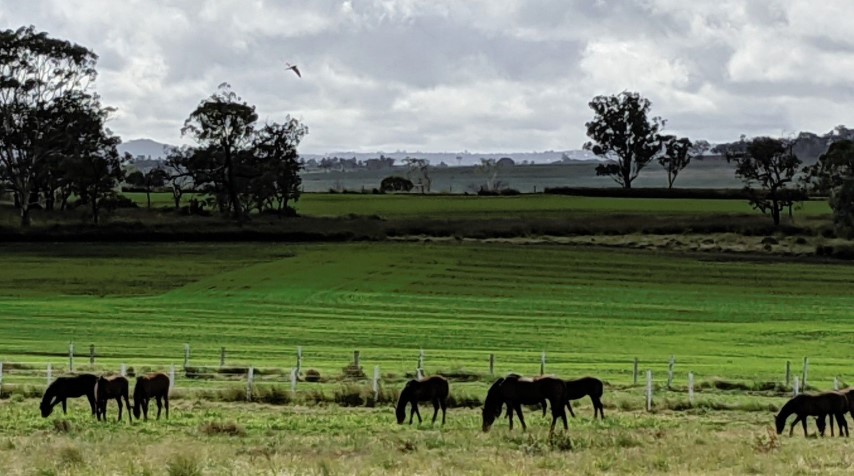 Adrenaline_Thoroughbreds_Eureka_Stud